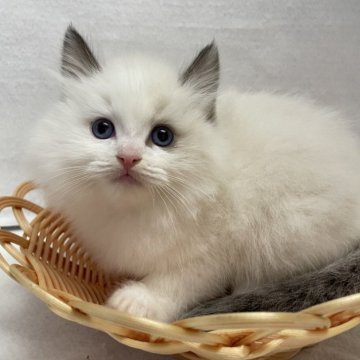 ラグドール【岡山県・男の子・2025年9月12日・シールポイントバイカラー】の写真「⭐️」