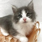 ノルウェージャンフォレストキャット