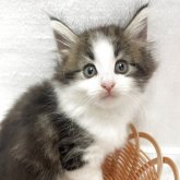 ノルウェージャンフォレストキャット