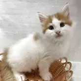 ノルウェージャンフォレストキャット