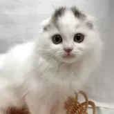 スコティッシュフォールド(折れ耳)【岡山県・女の子・2025年4月1日・ブラウンパッチドタビーホワイト】の写真1