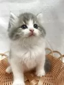 サイベリアン【岡山県・男の子・2025年5月16日・ブルータビーホワイト】の写真6