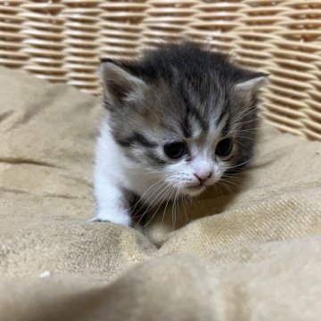 ミヌエット(短足)【福岡県・女の子・2024年12月8日・ブラウンパッチドタビーホワイト（セミロング）】の写真「可愛い短足ちゃん」