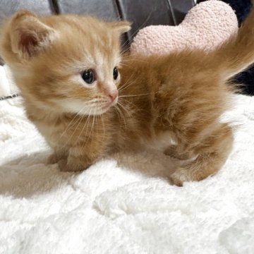 ミヌエット(短足)【福岡県・男の子・2025年11月18日・レッドタビー（レッドタビー）】の写真「小さいショートの短足です」