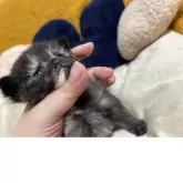 ミヌエット(長足)