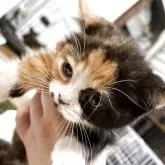 ミヌエット(短足)