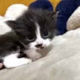 ミヌエット(長足)