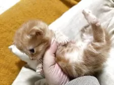 ミヌエット(短足)【福岡県・男の子・2025年11月18日・レッドタビー】の写真2