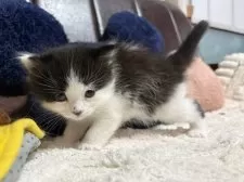 ミヌエット(長足)【福岡県・女の子・2026年1月14日・ブラックホワイト】の写真3