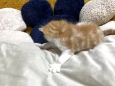 ミヌエット(長足)【福岡県・男の子・2025年11月18日・レッドタビーホワイト】の写真4