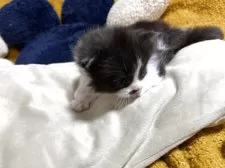 ミヌエット(長足)【福岡県・男の子・2025年11月18日・ブラックホワイト】の写真5