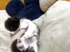 ミヌエット(長足)【福岡県・男の子・2025年11月18日・ブラックホワイト】の写真6