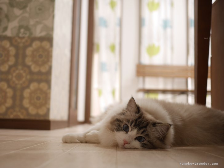 ケージは使わず家中全ての猫ちゃんは自由にのびのび過ごしています。写真はつみ🩷｜吉川　珠美(よしかわ　たまみ)ブリーダー(千葉県・ラグドール・TICA/GCU（TICA傘下 国内キャットクラブ）登録)の紹介写真6