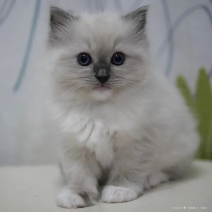 SS 様のお迎えした子猫