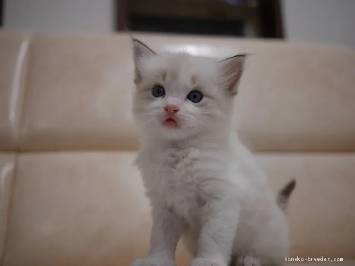 ID：2010-01988の子猫