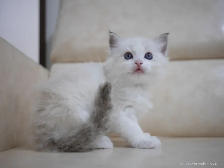 ID:2010-01989の子猫