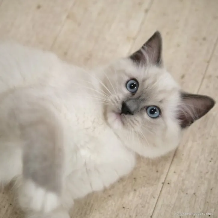 ID:2306-03332の子猫