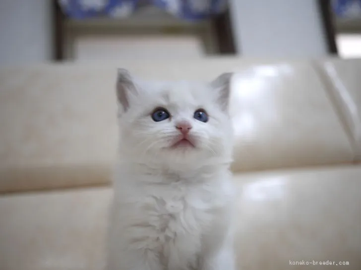 ID：2010-01990の子猫