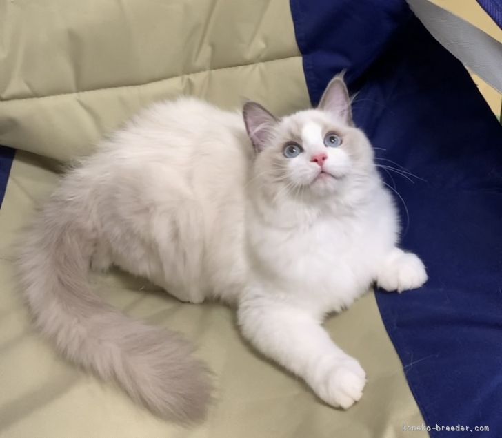 猫じゃらしに目がくぎづけの遊びたい盛り୧⃛(๑⃙⃘◡̈︎๑⃙⃘)୨⃛｜中瀬　勇輝(なかせ　ゆうき)ブリーダー(大阪府・ラグドール・TICA/ECC登録)の紹介写真5