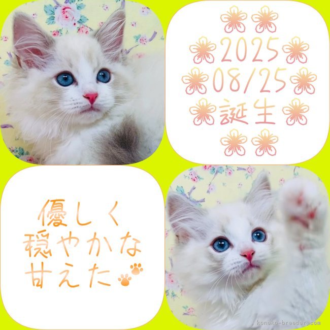 中瀬勇輝ブリーダーのブログ：📸可愛い兄妹を公開中です🐈💐