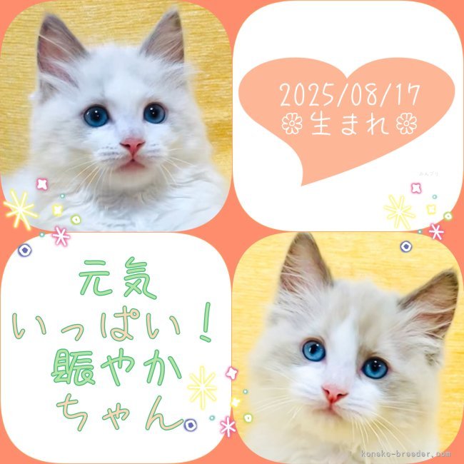 中瀬勇輝ブリーダーのブログ：ヤンチャなボーイ＆レディ🐈