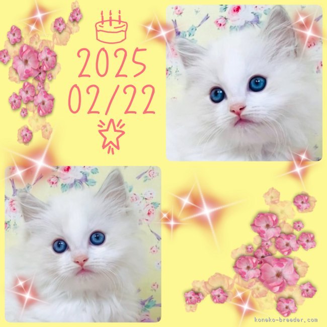 中瀬勇輝ブリーダーのブログ：🩷🌸仔猫ちゃん公開中🌸🩷