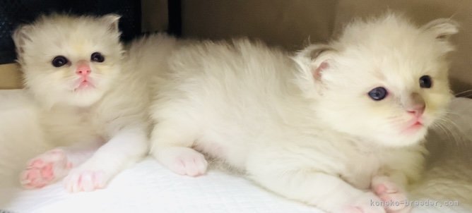 中瀬勇輝ブリーダーのブログ：仔猫ちゃんお披露目間近😊🌻
