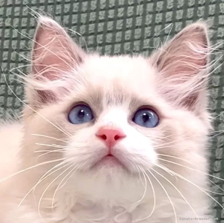ID:2405-00700の子猫
