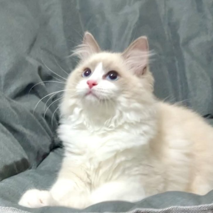 K.N 様のお迎えした子猫