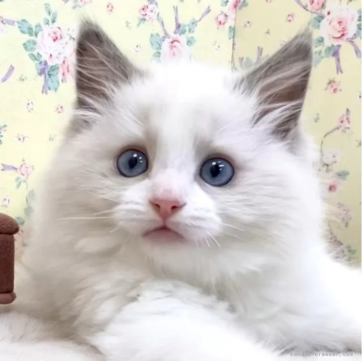 Ｉ 様のお迎えした子猫