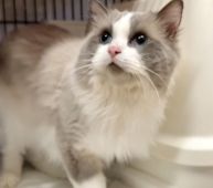 ラグドール【・男の子・2016年8月23日・ブルーポイントバイカラー】「ササミまだかぁ〜と待ってます☆」