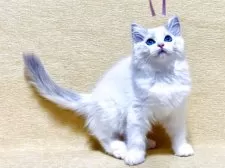 ラグドール【大阪府・女の子・2025年3月15日・ブルーリンクスポイントバイカラー】の写真11