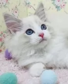 ラグドール【大阪府・男の子・2025年8月25日・ブルーリンクスポイントバイカラー】の写真5