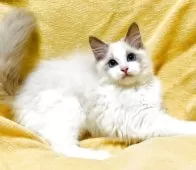 ラグドール【大阪府・女の子・2025年8月23日・ブルーポイントバイカラー】の写真11