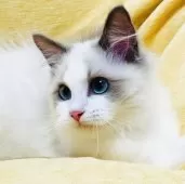 ラグドール【大阪府・女の子・2025年8月23日・ブルーポイントバイカラー】の写真3