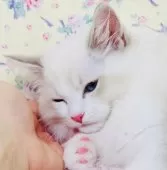 ラグドール【大阪府・男の子・2025年8月25日・ブルーリンクスポイントバイカラー】の写真10