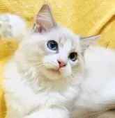 ラグドール【大阪府・男の子・2025年8月11日・ブルーリンクスポイントバイカラー】の写真2「💛🧡イケメンで大人っぽい中に可愛らしさがチラリ☺️🧡💛」