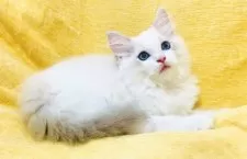 ラグドール【大阪府・男の子・2025年8月11日・ブルーポイントバイカラー】の写真11