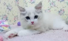 ラグドール【大阪府・女の子・2025年8月25日・ブルーリンクスポイントバイカラー】の写真7