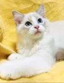 ラグドール【大阪府・男の子・2025年8月11日・ブルーリンクスポイントバイカラー】の写真4「💛🧡大きなお手手🐾が堪りません🥰🧡💛」