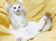 ラグドール【大阪府・男の子・2025年8月11日・ブルーリンクスポイントバイカラー】の写真7