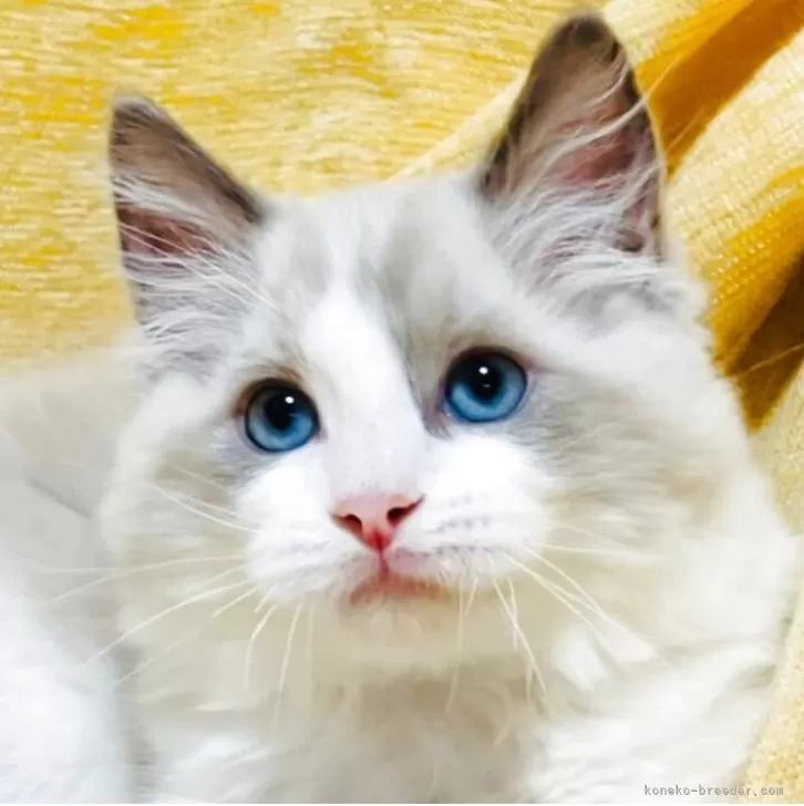 K.Y 様のお迎えした子猫