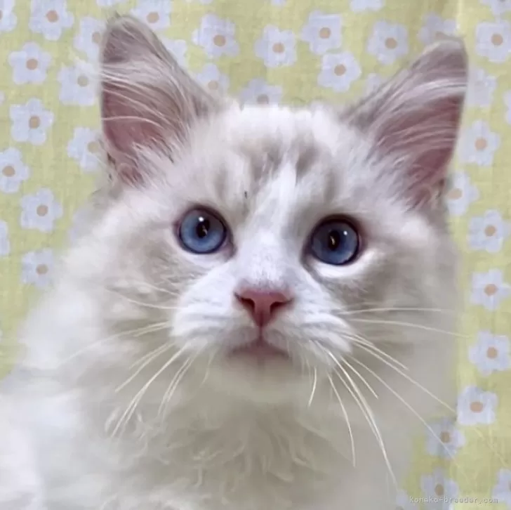 ID:2410-02398の子猫