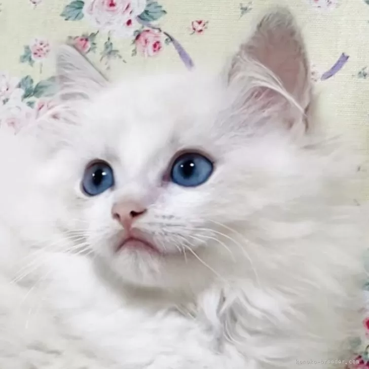 Jun 様のお迎えした子猫