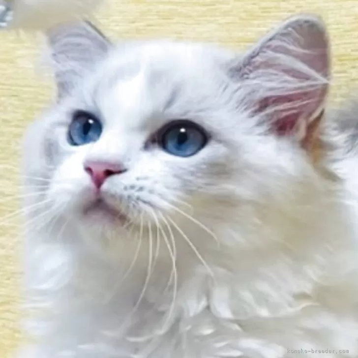 ID：2505-00683の子猫