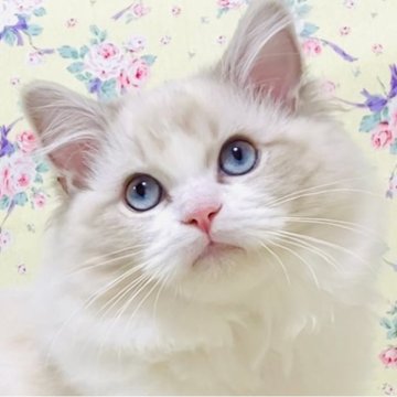 ラグドール【大阪府・男の子・2024年12月25日・ブルーリンクスポイントバイカラー】の写真「気品のある愛らしい王子様です☺️💐」
