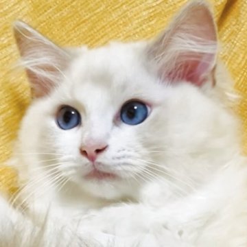 ラグドール【大阪府・男の子・2025年8月11日・ブルーポイントバイカラー】の写真「のんびり控えめな甘えん坊さんです☺️💐」