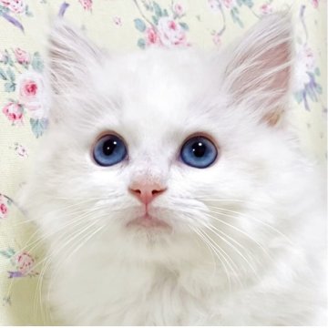 ラグドール【大阪府・女の子・2025年2月25日・ブルーポイントバイカラー】の写真「元気いっぱい愛らしい女の子です☺️💐」
