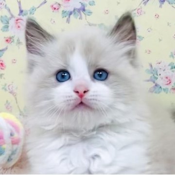ラグドール【大阪府・男の子・2025年8月17日・ブルーポイントバイカラー】の写真「ヤンチャ盛りの甘えん坊さんです☺️💐」
