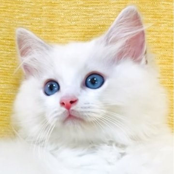 ラグドール【大阪府・男の子・2025年8月11日・ブルーポイントバイカラー】の写真「のんびり控えめな甘えん坊さんです☺️💐」